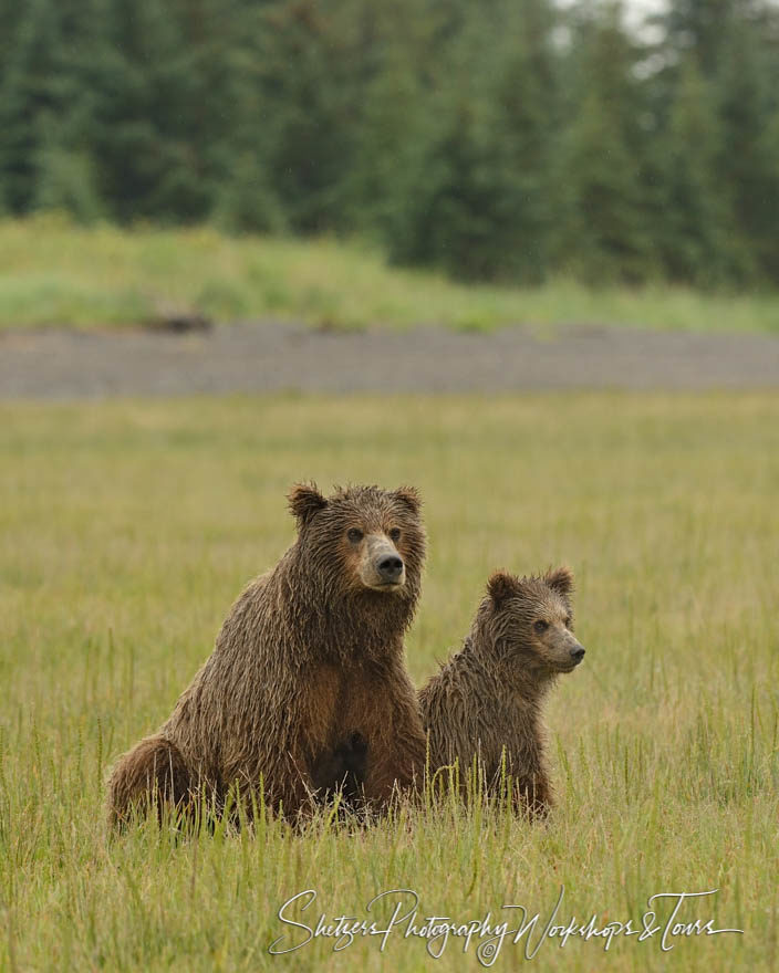 Sow and yearling cub