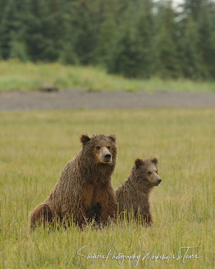 Sow and yearling cub 20150713 192050