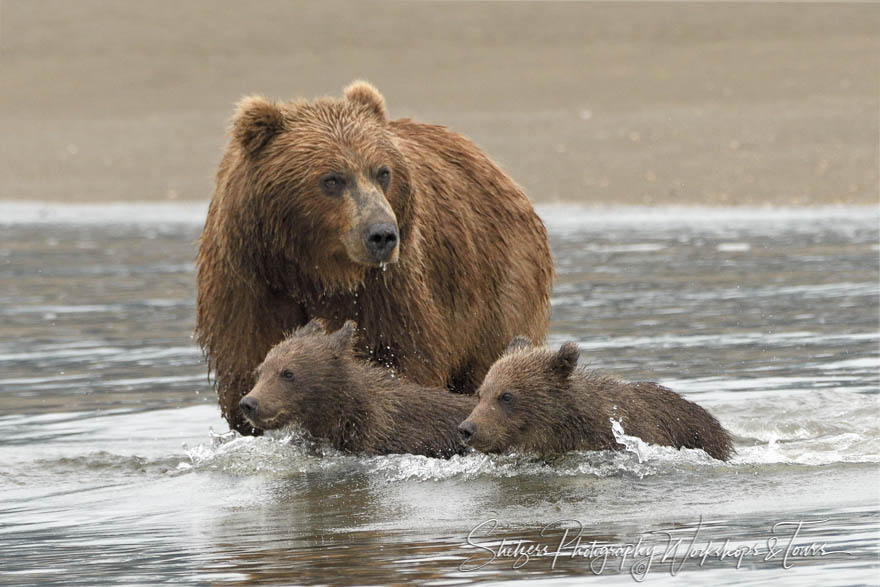 Sow crosses Silver Salmon Creek with two cubs 20160728 125357