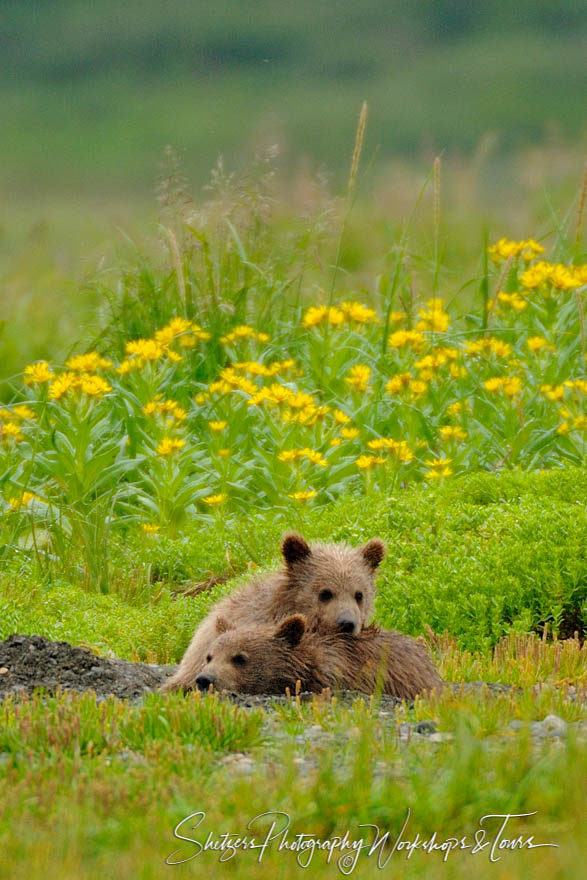 Spring Brown Bear Cubs cuddle in field with yellow flowers