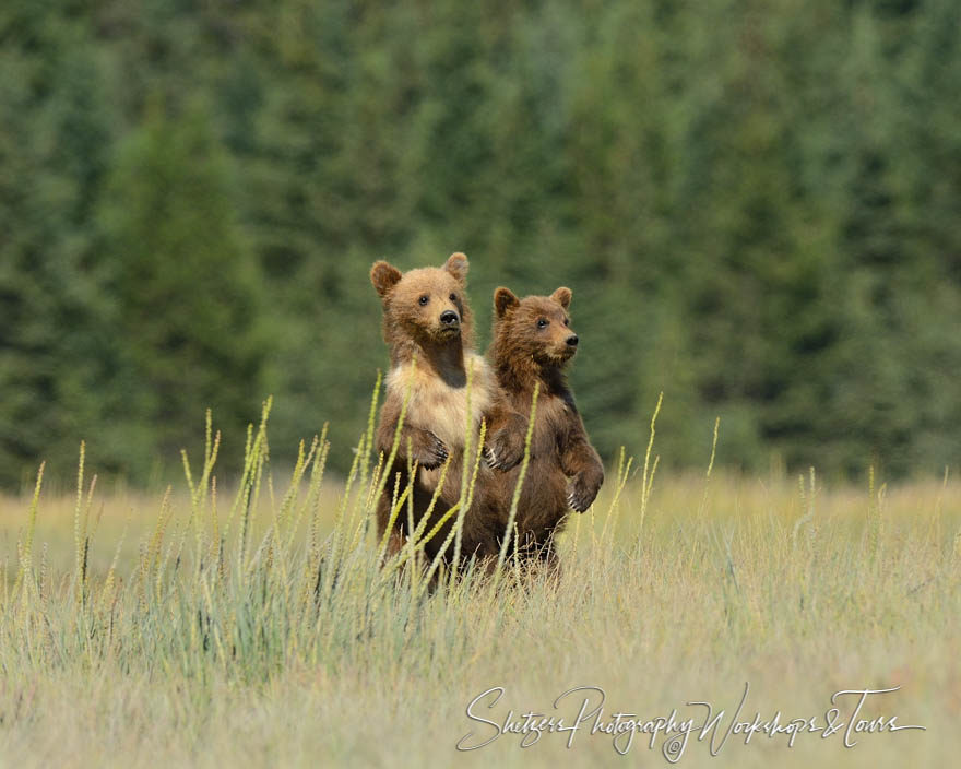 Spring cubs on the lookout at Lake Clark National Park