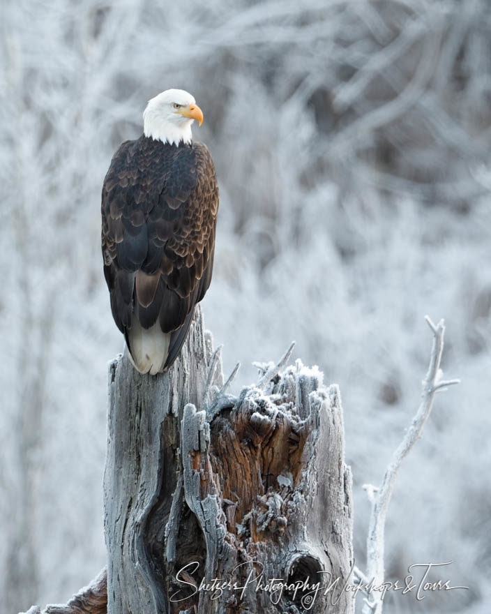 Stoic bald eagle picture