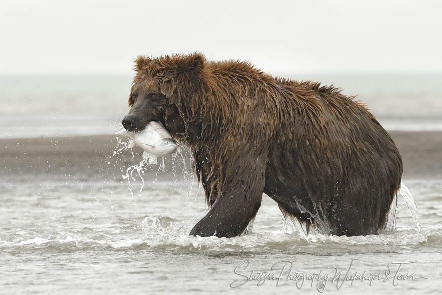 Successful Bear Fishing in this Wildlife Photo