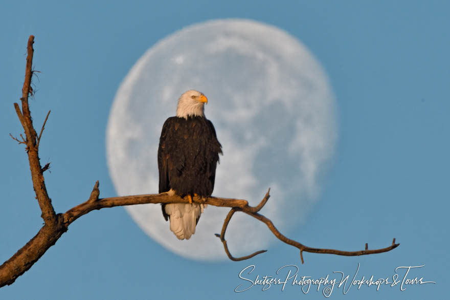 Super Moon with Bald Eagle