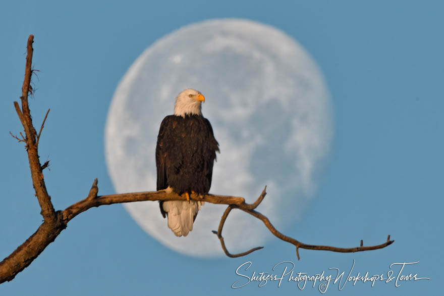 Super Moon with Bald Eagle 20161116 114802