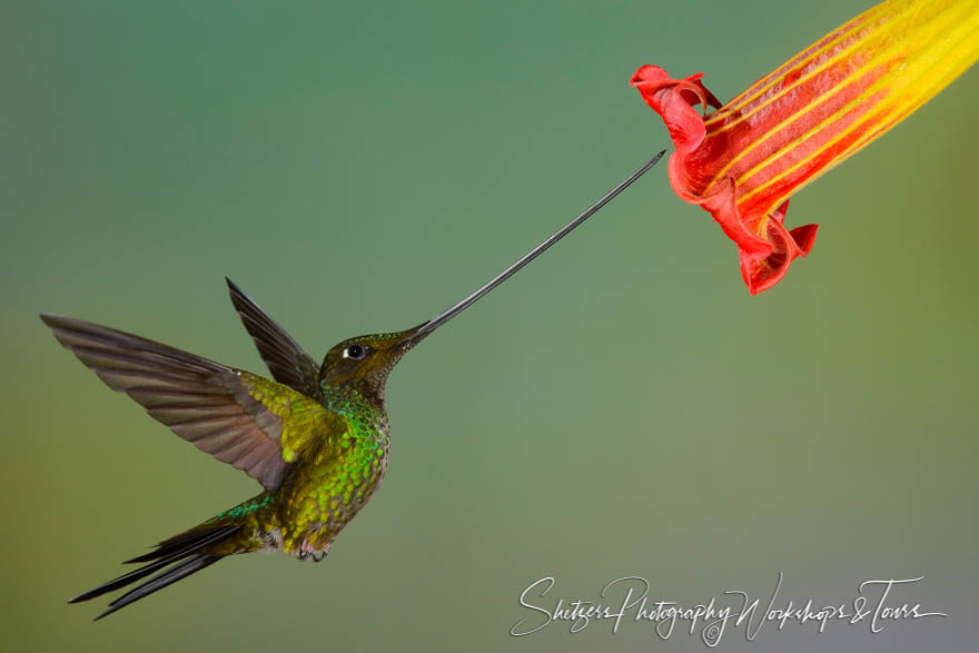 Sword-billed Hummingbird