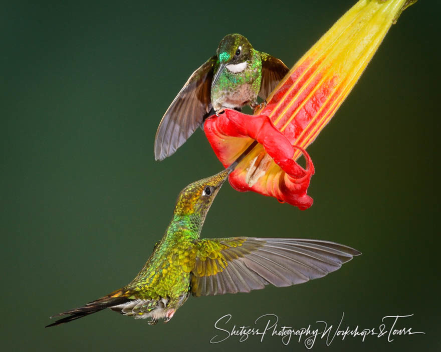 Sword-billed Hummingbird