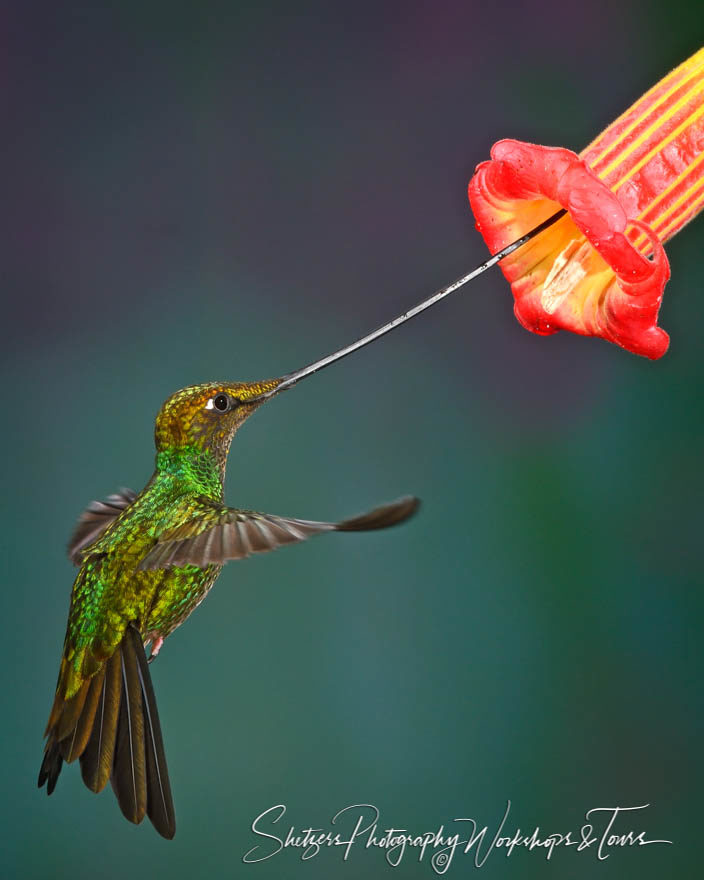 Sword-billed Hummingbird