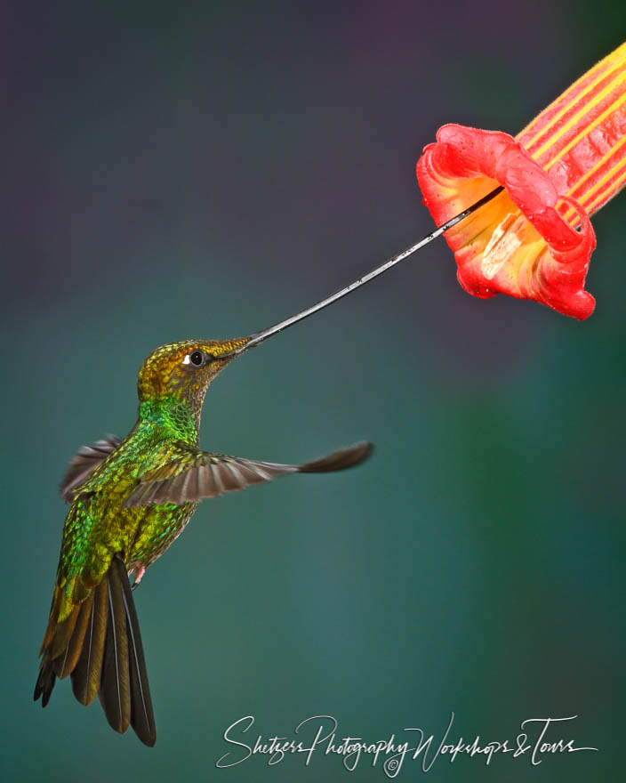 Sword billed Hummingbird 20120611 085345
