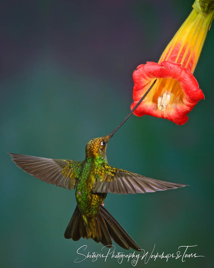 Sword-billed Hummingbird