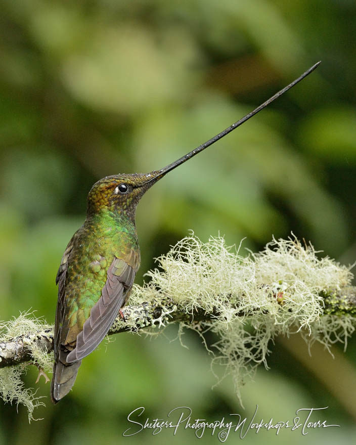 Sword-billed Hummingbird profiled in Ecuador
