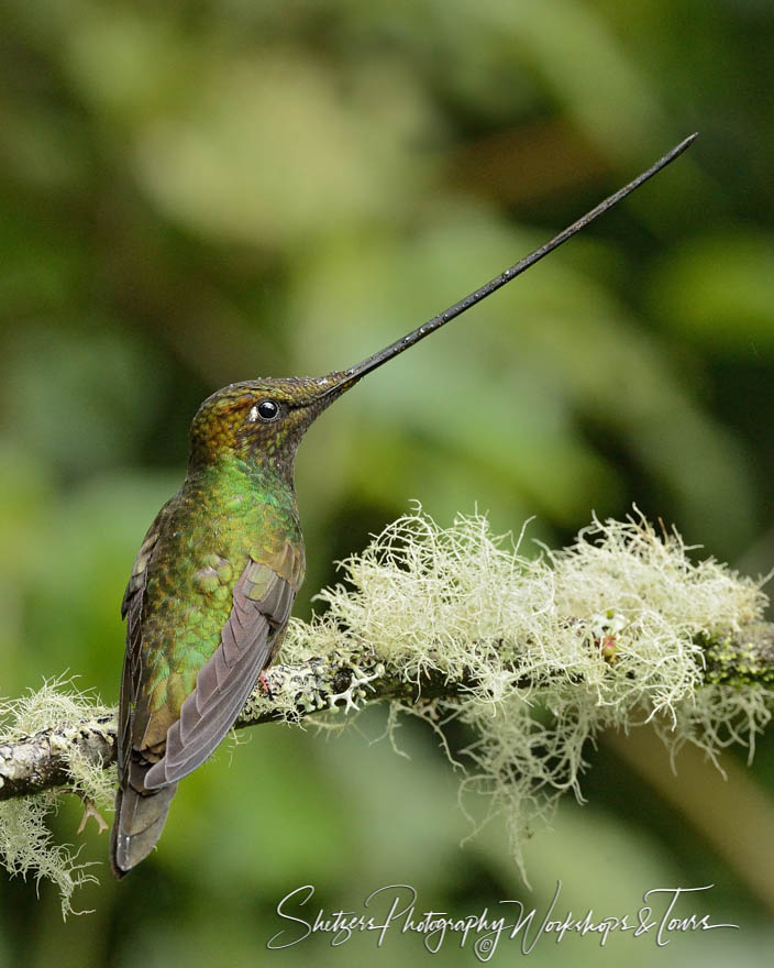 Sword billed Hummingbird profiled in Ecuador 20130607 115558