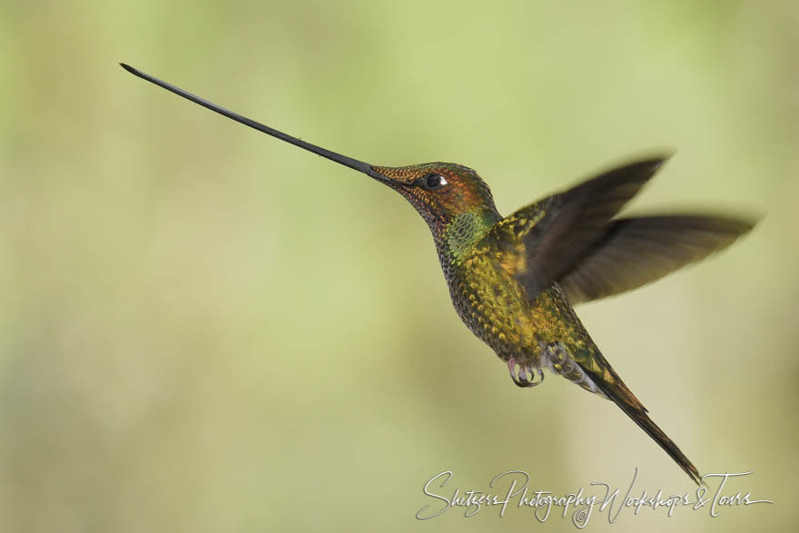 Sword-billed hummingbird in flight