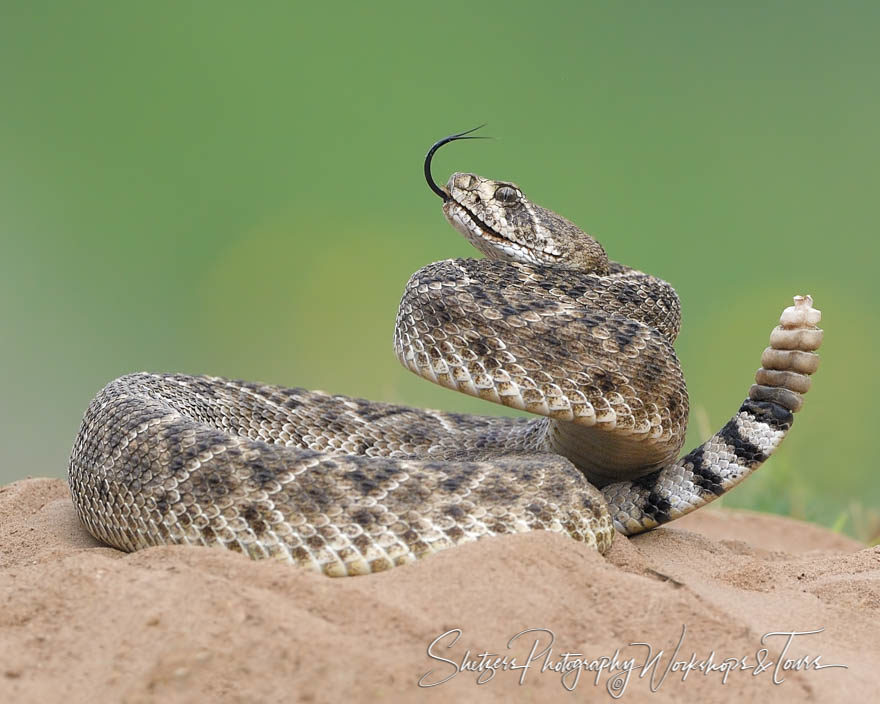 Texas Rattlesnake
