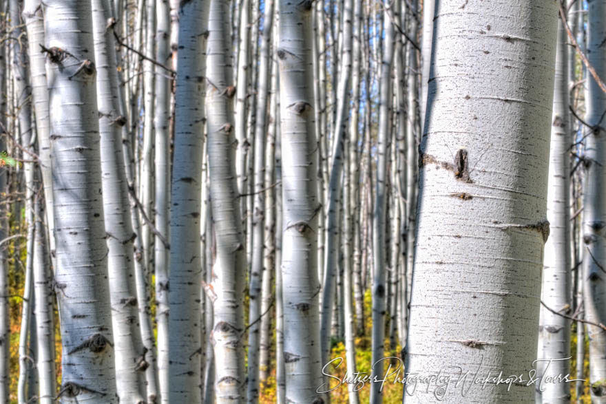 The Aspen Trees of Colorado