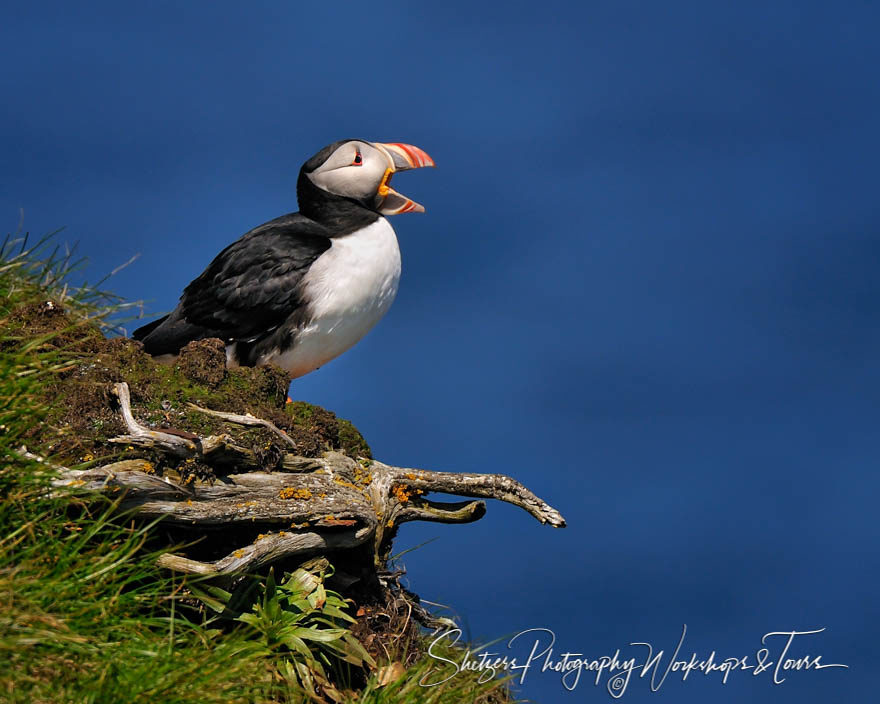 The Calling of a Puffin