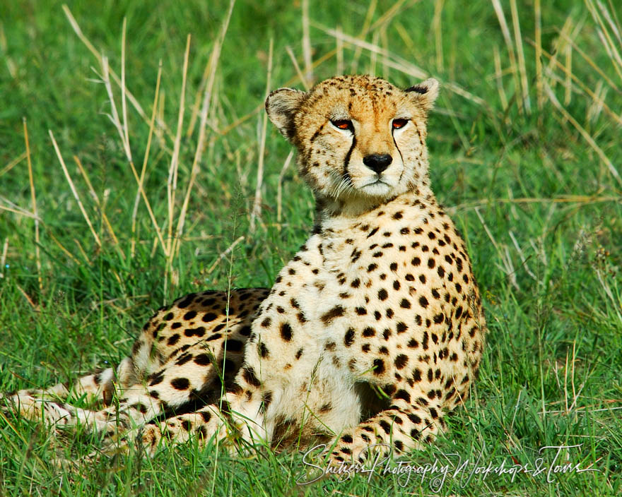The Cheetahs Stare 20071219 221323