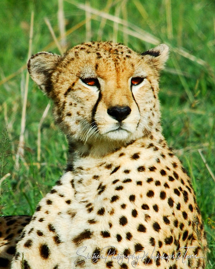 The Cheetah’s Stare