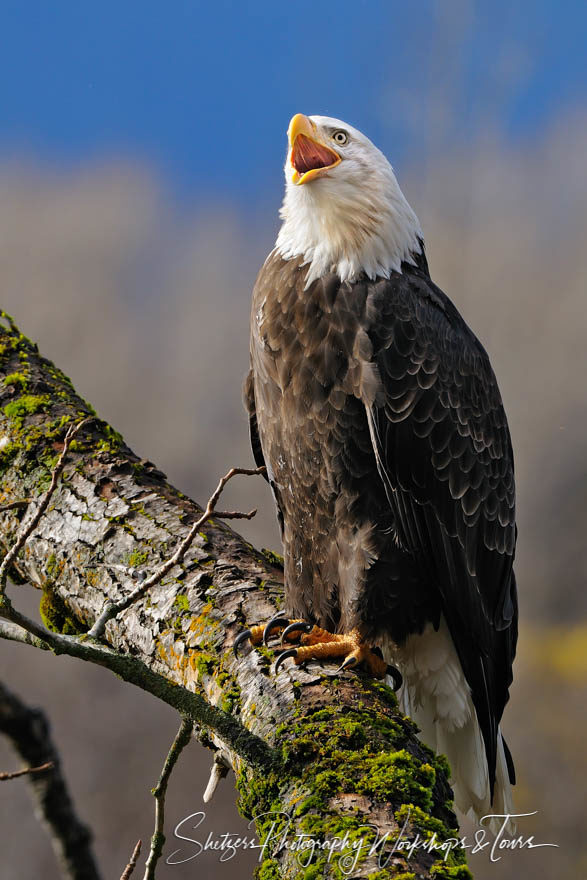 The Cry of our National Bird