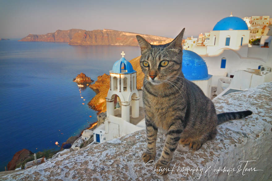 The Curious Cat of Santorini