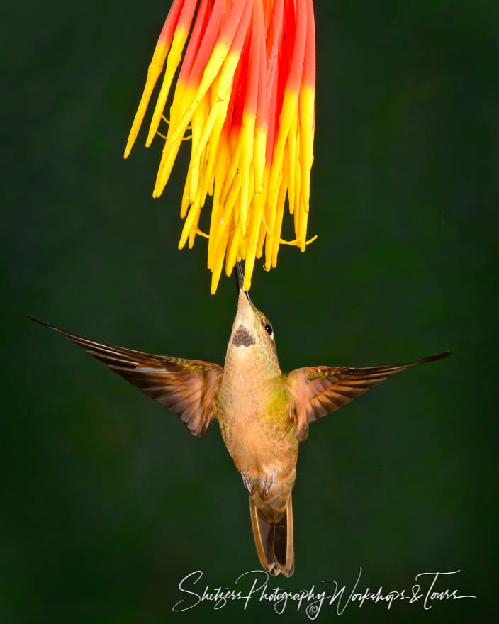 The Hummingbird of Love