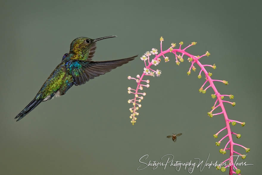 The green-crowned woodnymph with insect and pink plant