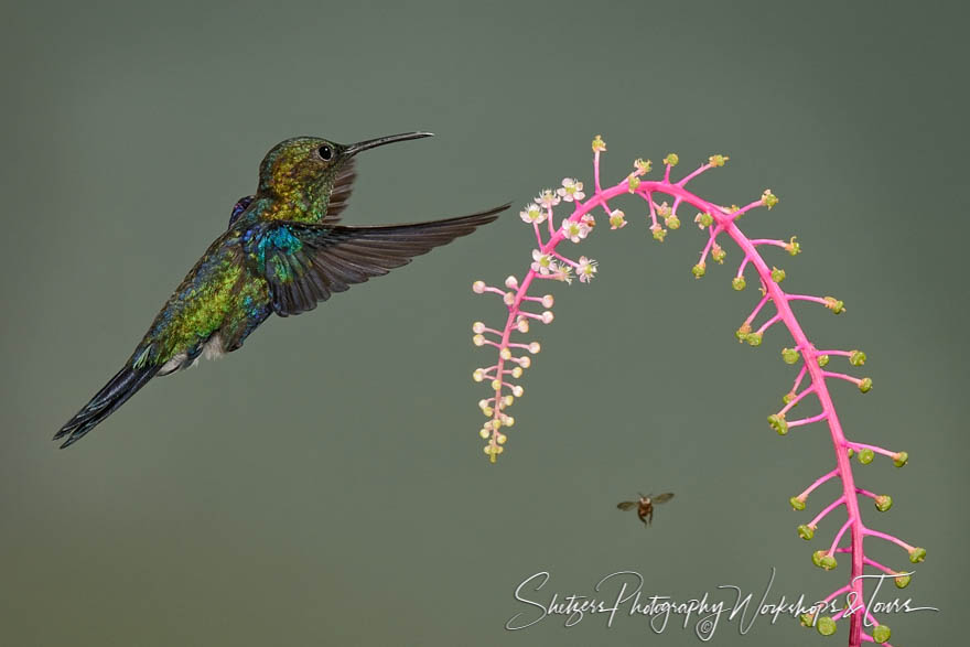 The green crowned woodnymph with insect and pink plant 20130601 101601