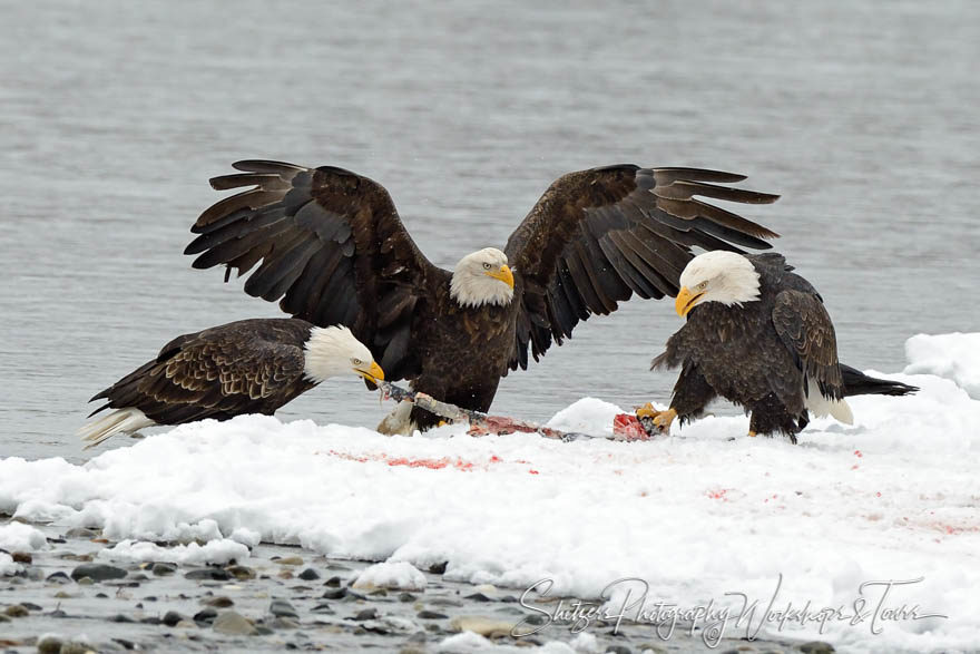 Three Eagles fight over salmon