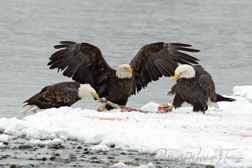 Three Eagles fight over salmon 20121103 144427