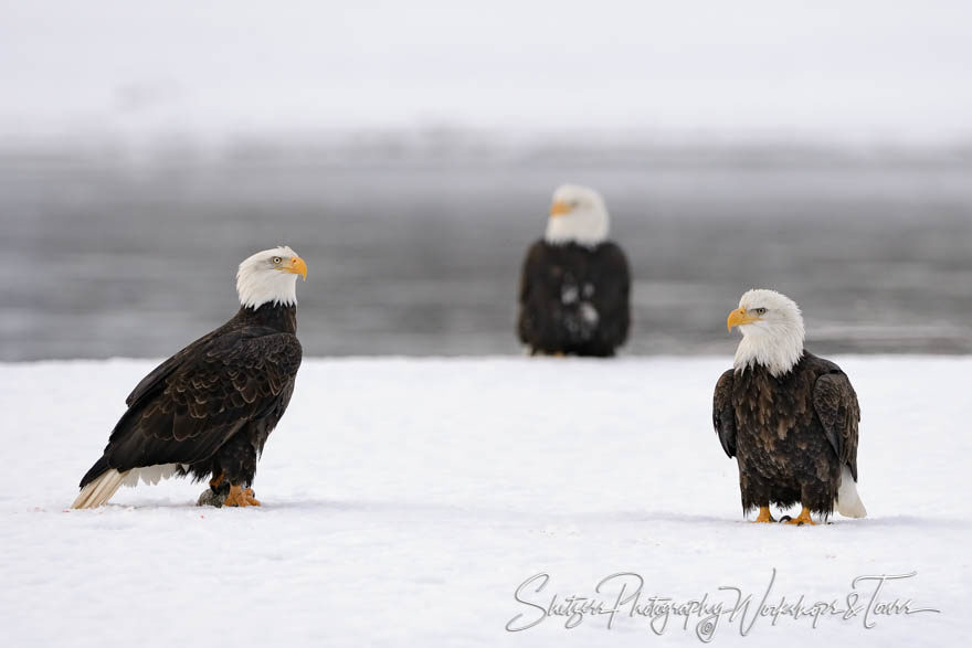 Three Eagles in snow