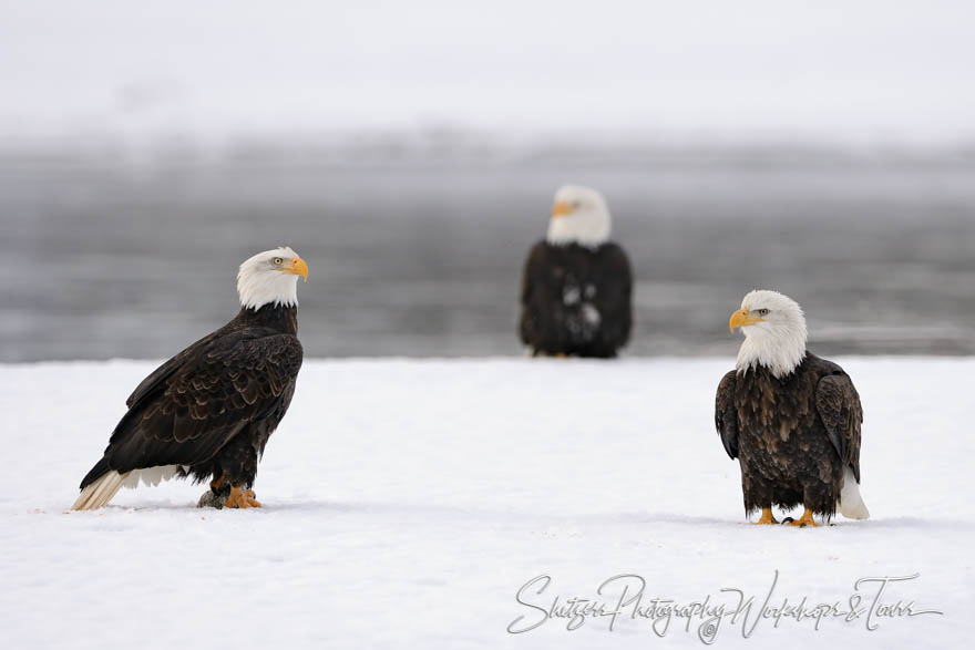 Three Eagles in snow 20151126 124536