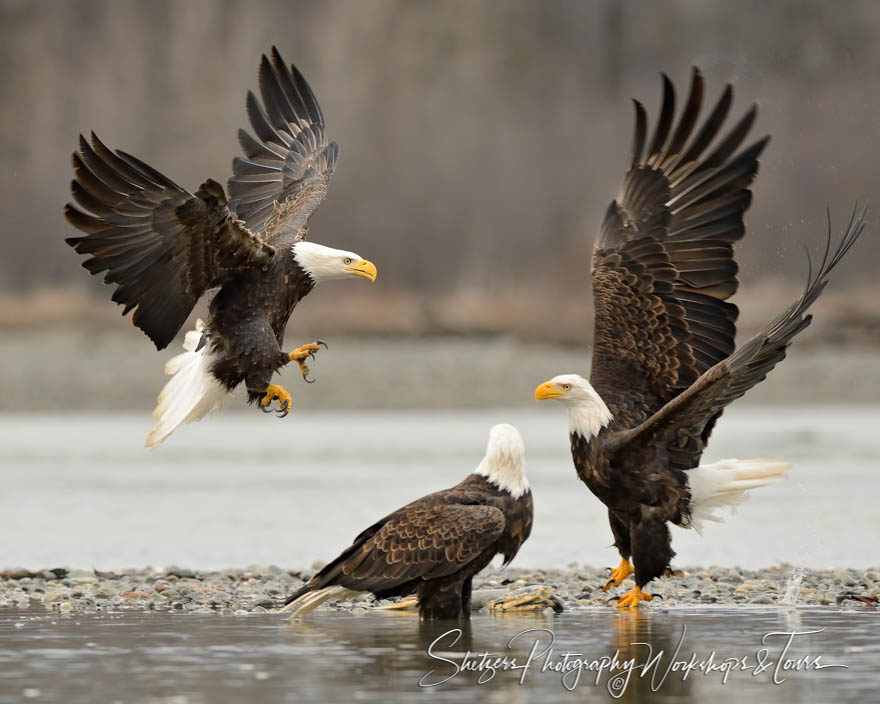 Three bald eagles fight over fish