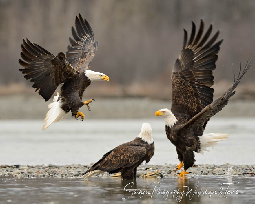 Three bald eagles fight over fish 20141103 092846