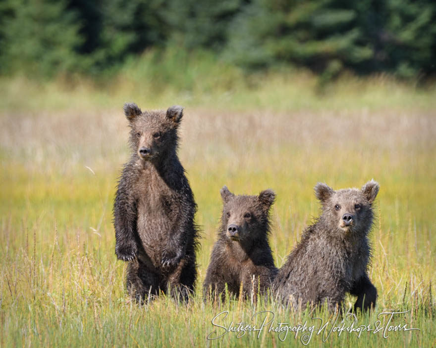 Three bear cubs play