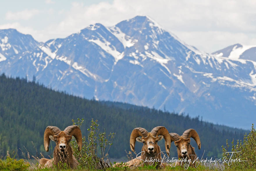 Three bighorn sheep relax in the grass at Jasper National Park