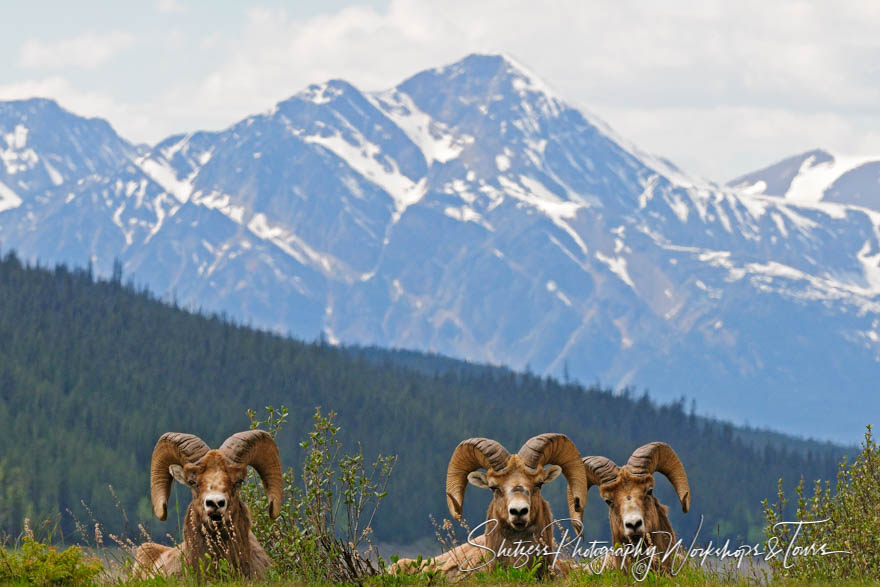 Three bighorn sheep relax in the grass at Jasper National Park 20100617 160139