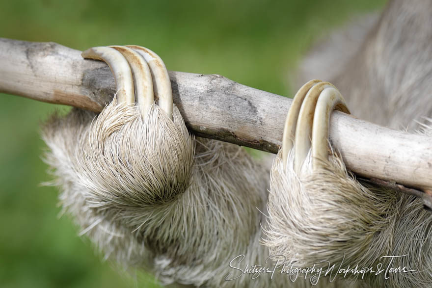 Three toed sloth close up animal picture