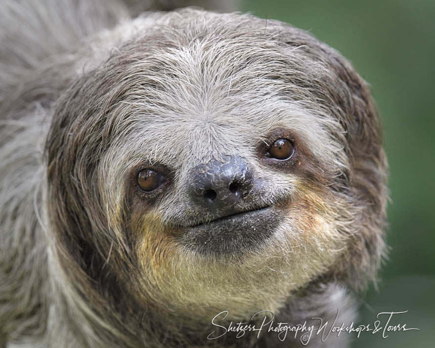 Three toed sloth wildlife photography portrait