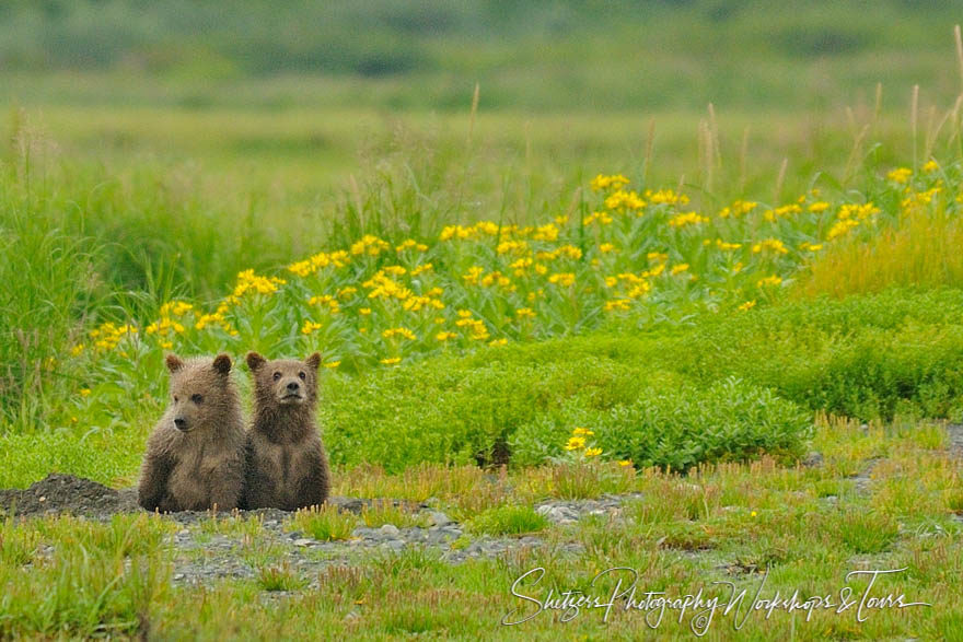 Tiny bear cubs sit in green field waiting for mother