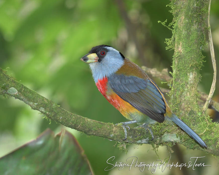 Toucan Barbet in Ecuador