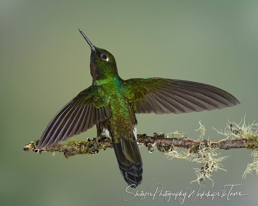 Tourmaline Sunangel