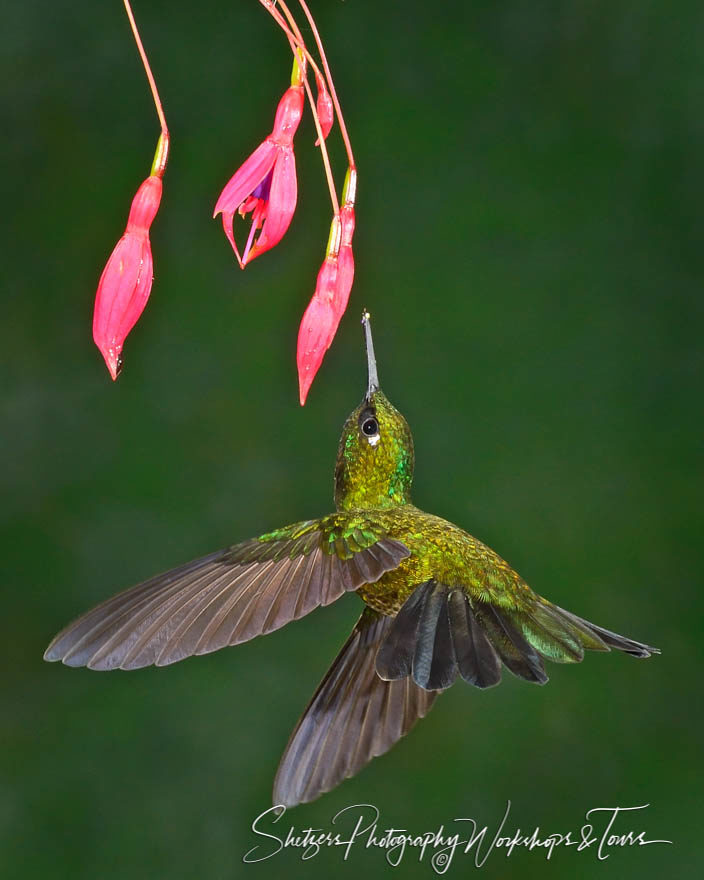 Tourmaline Sunangel Hummingbird