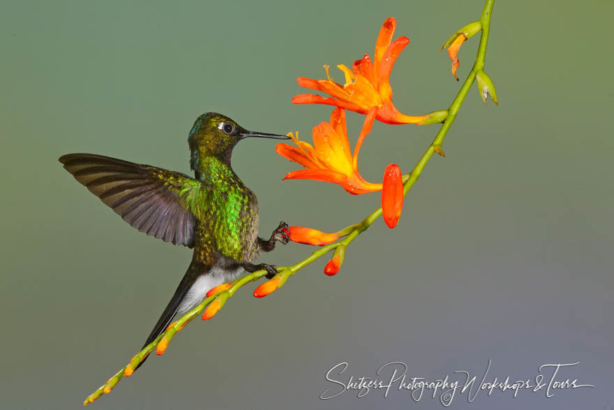 Tourmaline Sunangel bird image feeding in Ecuador