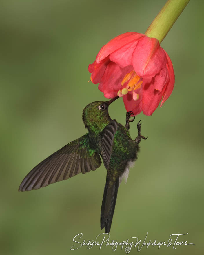 Tourmaline Sunangel holds on to a flower