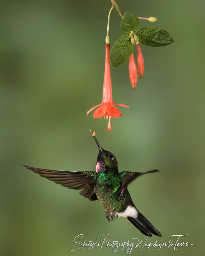 Tourmaline Sunangel hummingbird