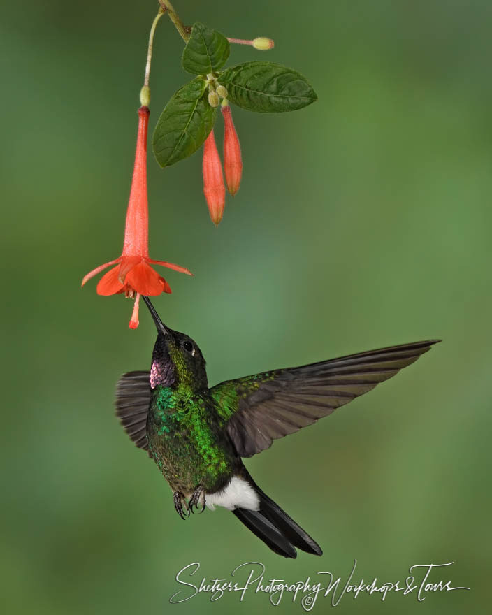 Tourmaline Sunangel hummingbird in flight