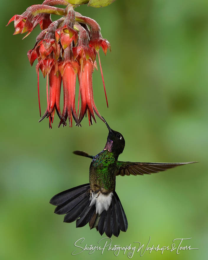 Tourmaline sunangel hummingbird