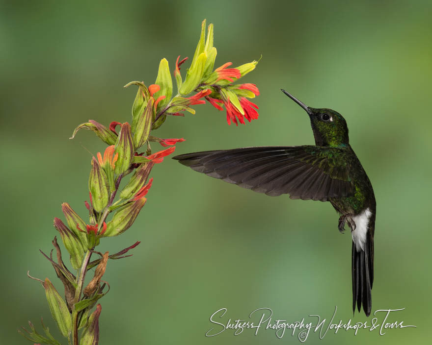 Tourmaline sunangel hummingbird close-up