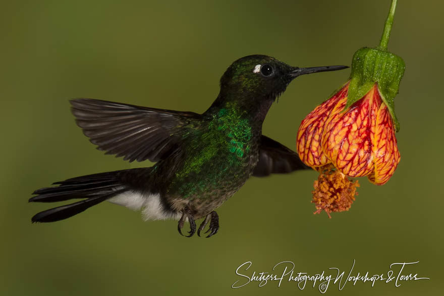 Tourmaline sunangel hummingbird in flight