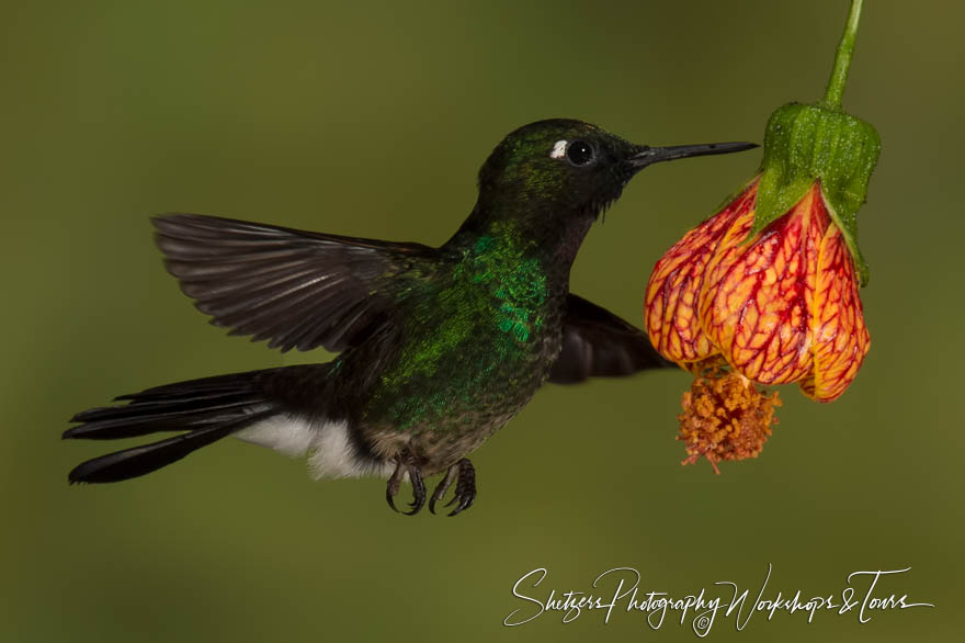 Tourmaline sunangel hummingbird in flight 20150528 092955